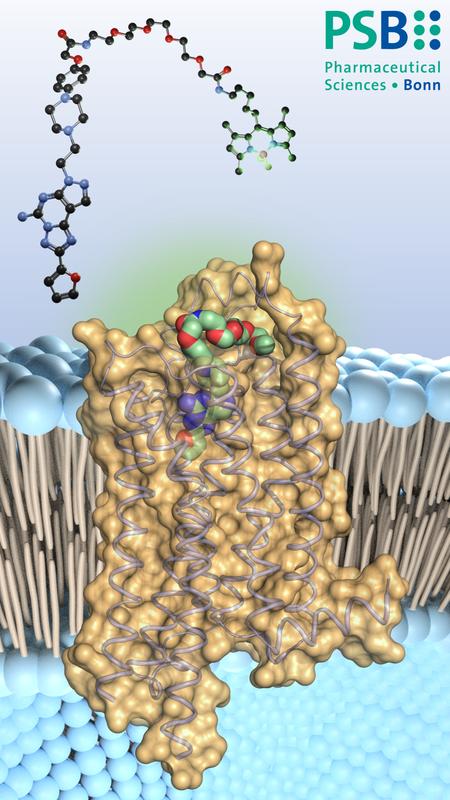 Der Adenosinrezeptor-Antagonist (farbig) bindet an winzige Antennen auf der Oberfläche der Immunzellen, die Adenosin-Rezeptoren vom Typ 2A. Dadurch werden die Abwehrtruppen ausgebremst. 