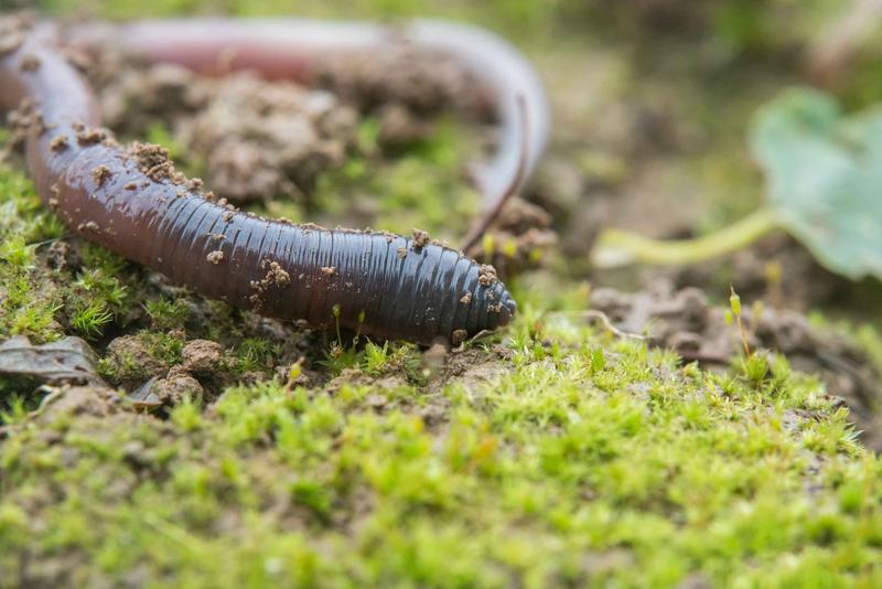 Regenwürmer gelten als wesentliche Lebensraumarchitekten unter der Erde. Dass sie damit auch die Artengemeinschaften über der Erde maßgeblich mitgestalten, konnten die Forschenden vom iDiv und der Universität Leipzig nun zeigen.