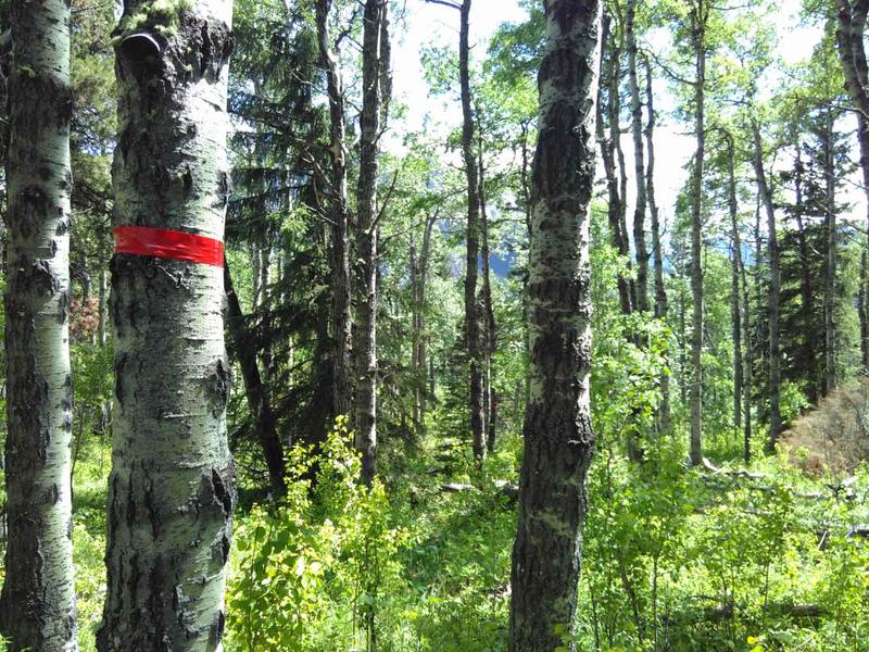 Typischer Pappelwald im Untersuchungsgebiet nahe Calgary, Alberta, Kanada. 