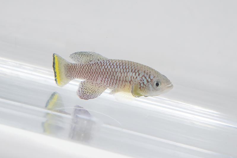 The African killifish (Notobranchius furzeri) can be used to study the ageing of the immune system.