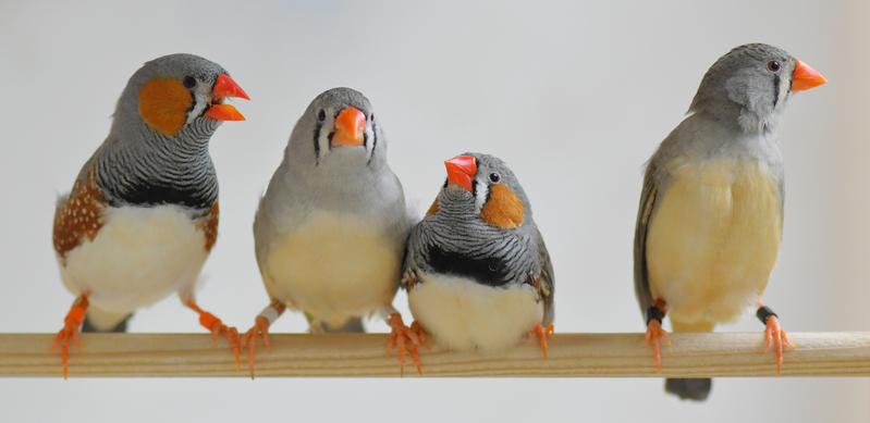 Using an artificial intelligence technique, researchers discovered dialects in the songs of different zebra finch populations. 