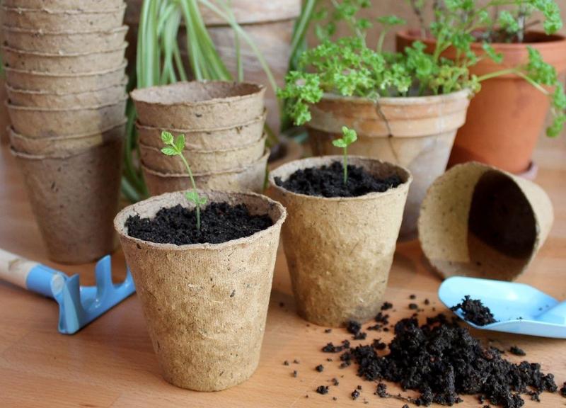 Pflanztöpfchen aus recycelter Pappe und beigemischten pilzhemmenden Substanzen aus Pappelrinde 