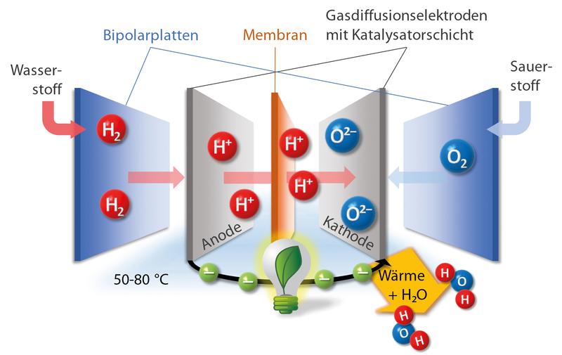 So ist eine Brennstoffzelle aufgebaut: Über die beiden Bipolarplatten werden Wasserstoff und Sauerstoff eingeleitet, in der Membran-Elektrodeneinheit reagieren die beiden Gase miteinander zu Wasser. Bei dieser chemischen Reaktion wird Energie frei.