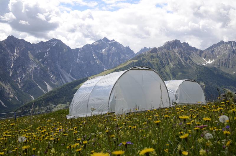  Versuchsfläche im Tiroler Stubaital: Auf Almwiesen im Stubaital untersuchte Michael Bahn mit seinem Team in Testzelten den Einfluss der Klimaerwärmung auf den Kohlendioxidhaushalt von Landökosystemen.