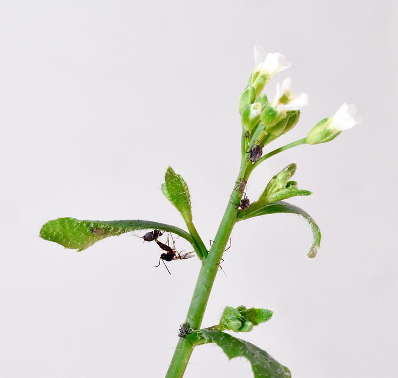 Pflanzen mit einem nicht funktionierenden AOP2-Gen fördern die Koexistenz von Blattläusen und deren natürlichem Feind, einer parasitären Wespe (hier bei der Vorbereitung auf die Parasitierung der Blattlaus)