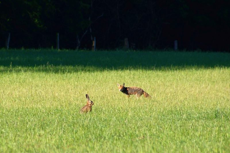 Fuchs und Hase