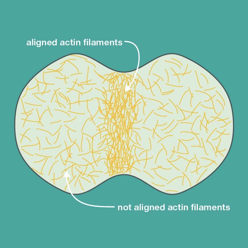 Actin filaments during cell division. IST-BRIDGE fellow Ivan Palaia studies how the actin filaments on a cell become aligned around its midpoint during cell division and constrict the cell until it splits in two. 