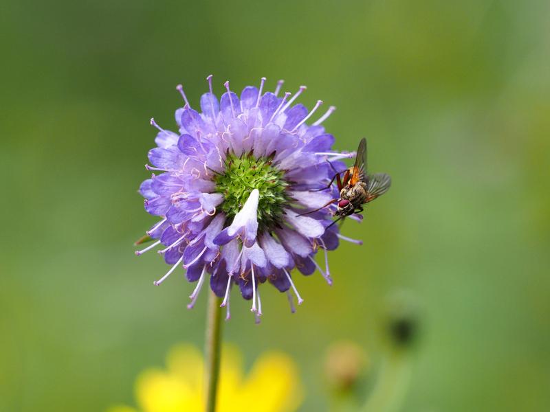 Insekten erfüllen in Ökosystemen wichtige Funktionen wie die Bestäubung.