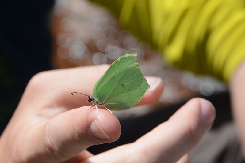 Zitronenfalter (Gonepteryx rhamni)