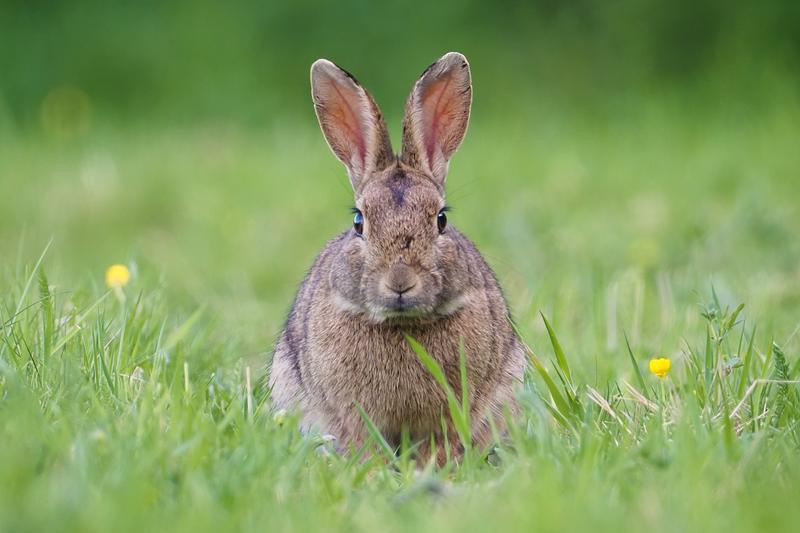 Wo wohnt der Osterhase?