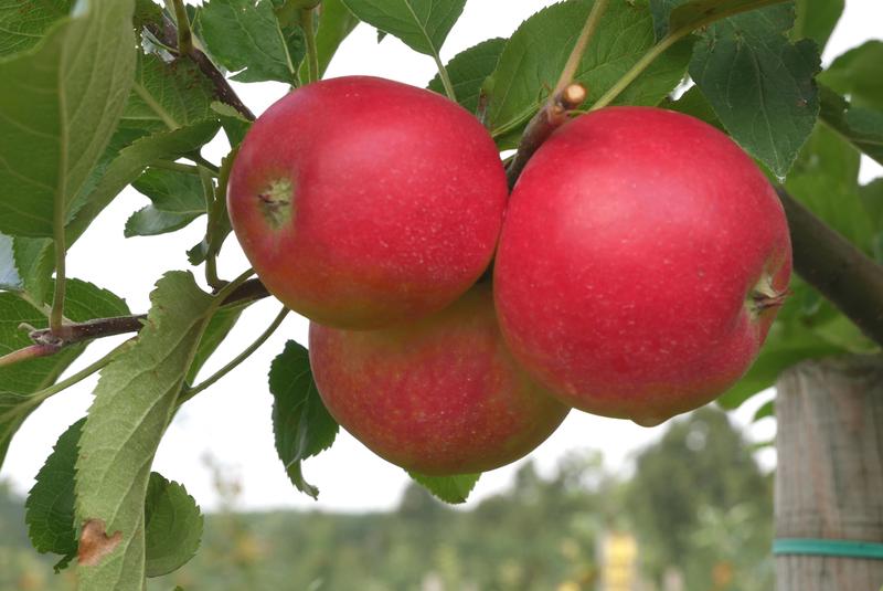 Früchte der allergikerfreundlichen Apfelsorte 'ZIN 168'. 