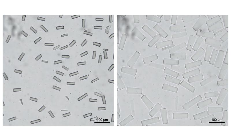 Die in der Bio-Tinte enthaltenen Gelstäbchen sind mit dem bloßen Auge nicht sichtbar, lassen sich aber unter einem Mikroskop betrachten
