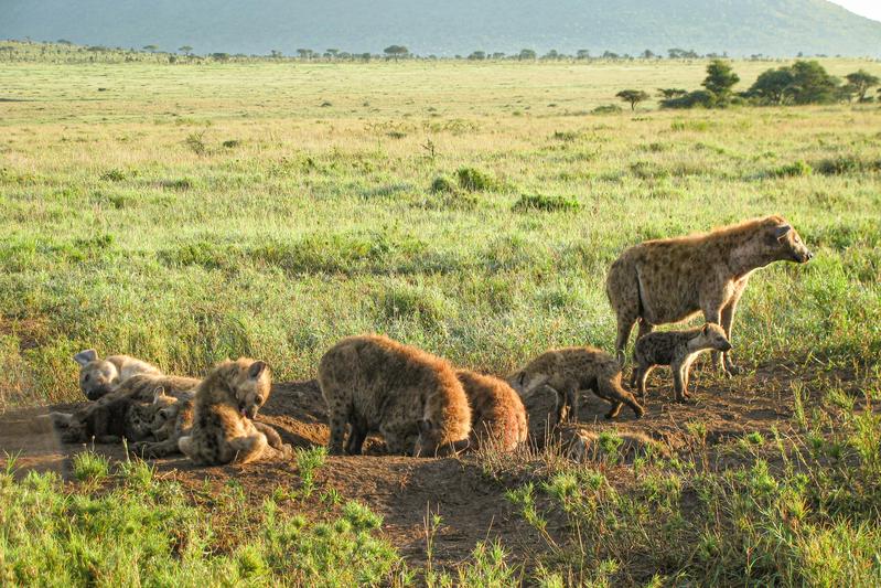 Hyenas at clan communal den in Tanzania