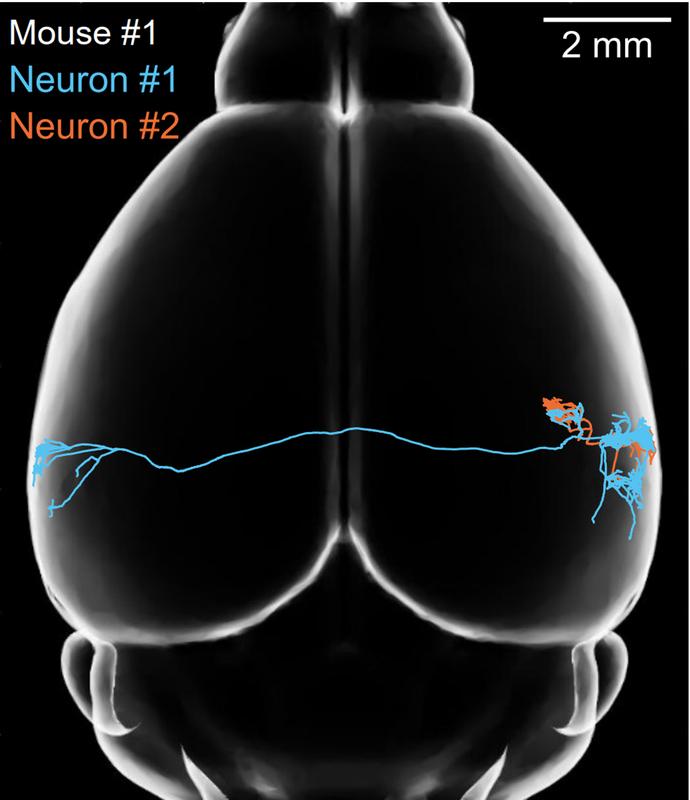Zwei beim Tonhören gleichzeitig aktive Nervenzellen verarbeiten die Information sehr unterschiedlich. Während die blau dargestellte Zelle die Erregung bis in die andere Hirnhälfte leitet, verschaltet sich die orange Zelle nur in ihrer direkten Umgebung.