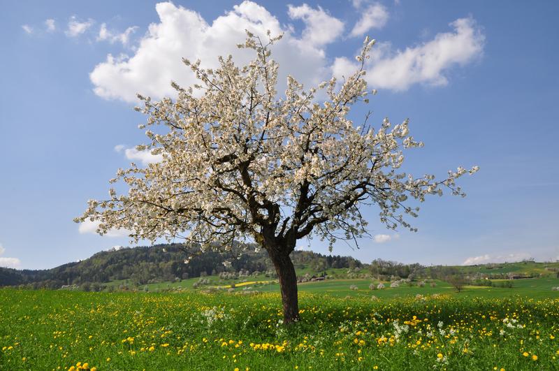 Die Kirschblüte in der Schweiz beginnt heute im Schnitt 11 Tage früher als vor 1950. 