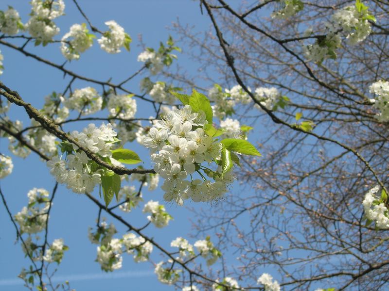 Die Kirschblüte in der Schweiz beginnt heute im Schnitt 11 Tage früher als vor 1950. 