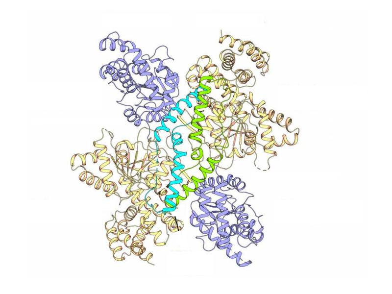 Resembles a butterfly: only in its dimer form does the mannitol-synthesizing enzyme of the hospital pathogen Acinetobacter baumannii protect the bacterium from water loss and desiccation.