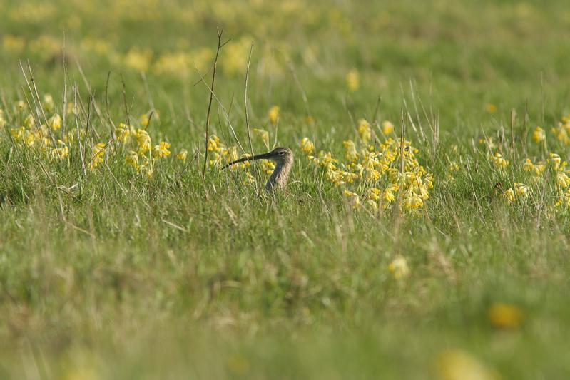 Ein Brachvogel sitzt auf einer Wiese mit Echten Schlüsselblumen.