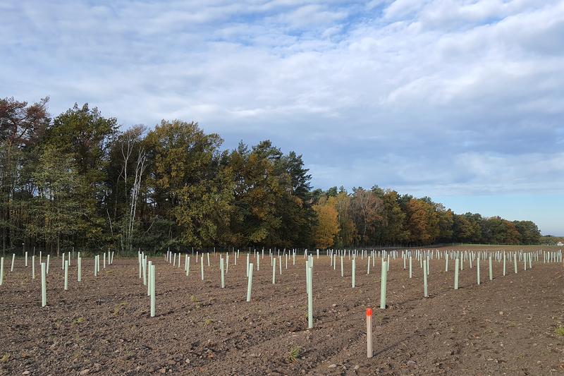 Das Bündnis „Land-Innovation Lausitz“ (LIL) entwickelt neue Landnutzungskonzepte für die vom Tagebergbau geprägte Lausitz. Im Foto: Landschaftsexperiment zum Anbau von Trüffeln.