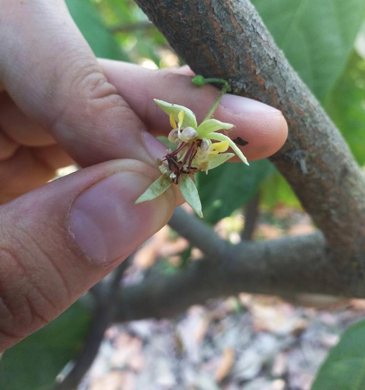 Hand pollination of cacao by rubbing two flowers together to transfer pollen.