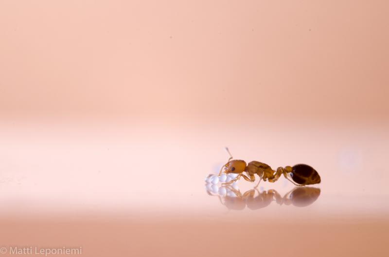 Cardiocondyla obscurior ant queen 