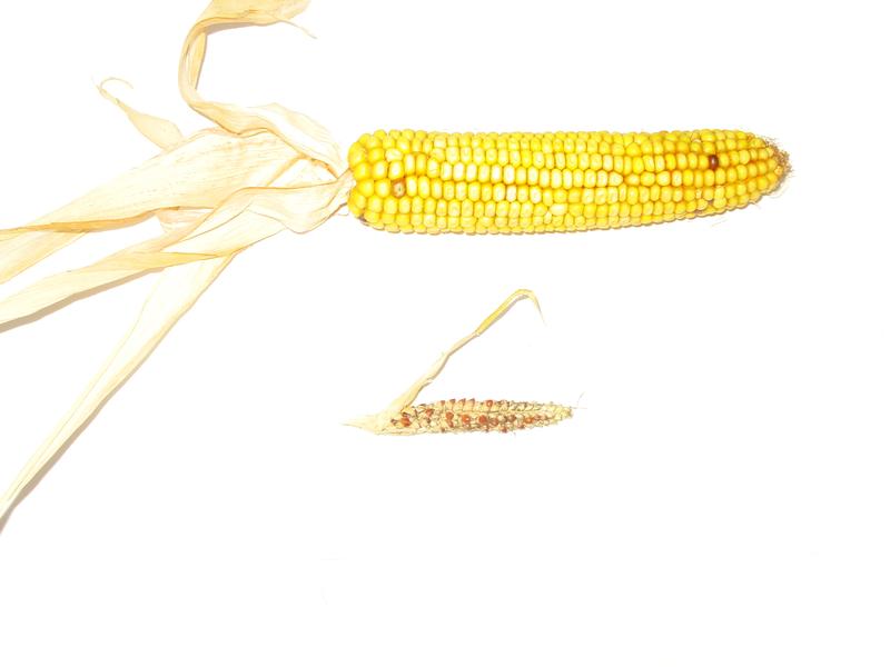 Fruit set of teosinte compared to cultivated corn .
