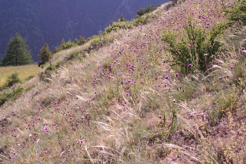 Beispiel einer blütenreichen extrazonalen Steppe aus dem italienischen Val d‘Aosta, einem typischen inneralpinen Trockental. Artenreiche Steppen finden sich in Trockentälern vor allem an steilen Südhängen.  