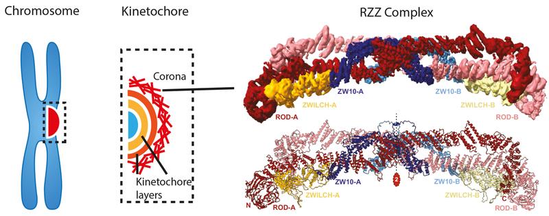 3D-Structure of the RZZ complex.