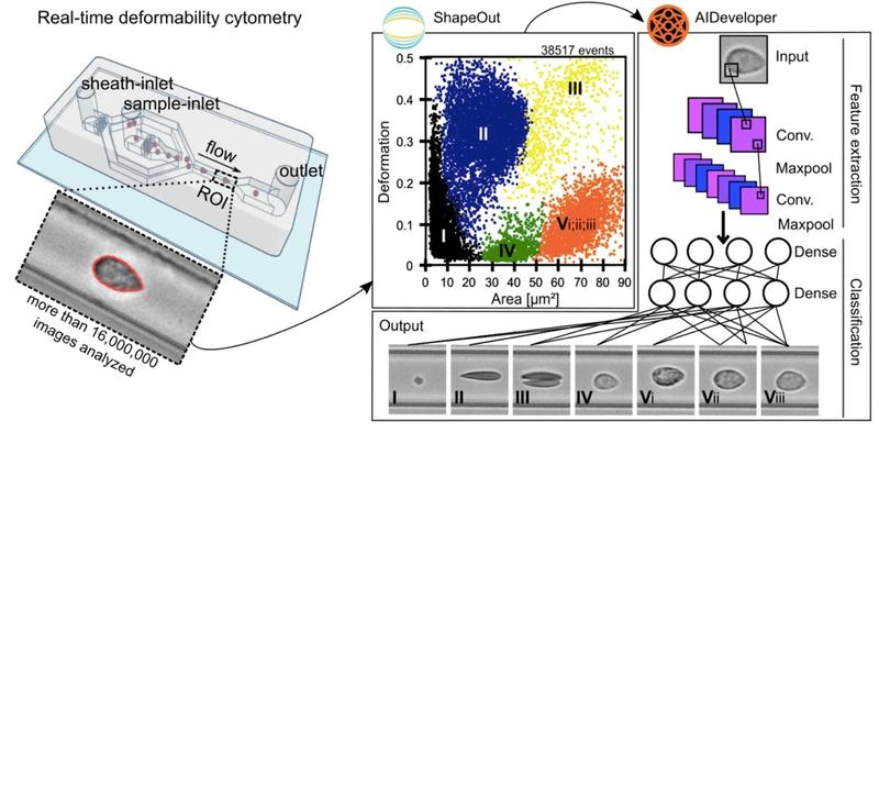 Echtzeit-Verformbarkeitszytometrie und anschließende AI-basierte Klassifizierung von Blutzellen.