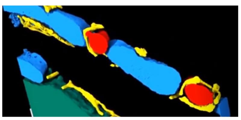 Based on electron tomography data, intracellular organelles of a cardiomyocyte can be imaged and reconstructed in 3D with nanometer precision. 