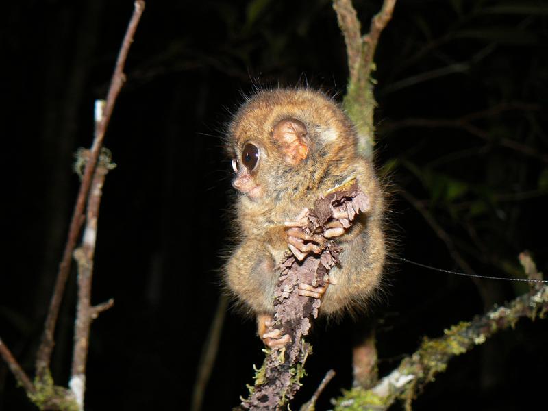 Der Zwergkoboldmaki Tarsius pumilus