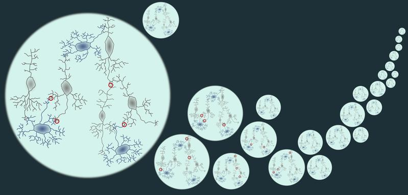 Eine Reihe von Simulationen biologisch realistischer Neuronen mit verschiedenen Zelltypen und realistischer Morphologie. In jeder Iteration der Simulation ändert sich nur eine kleine Zahl von Synapsen.