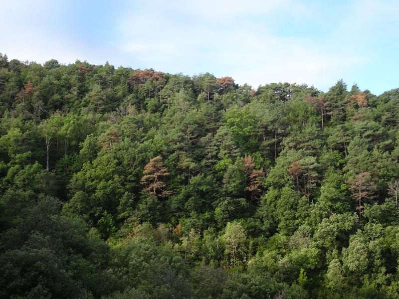 Population von Pinus sylvestris mit von Skolytiden befallenen Bäumen in Katalonien. Erkennbar an der braunen Farbe der Kronen. 