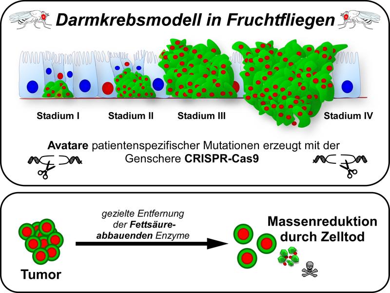 In einem Darmkrebsmodell, das mithilfe der Genschere CRISPR-Cas9 erzeugt wurde, konnten Düsseldorfer Forscher zeigen, dass das Wachstum patientenähnlicher Tumoren von funktionellem Fettsäureabbau abhängt.