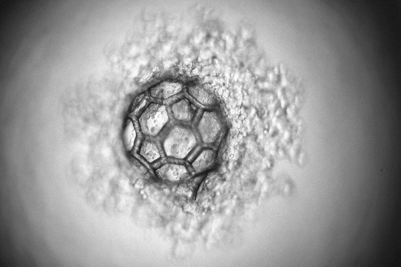 Mikroskopaufnahme eines Mikro-Scaffolds