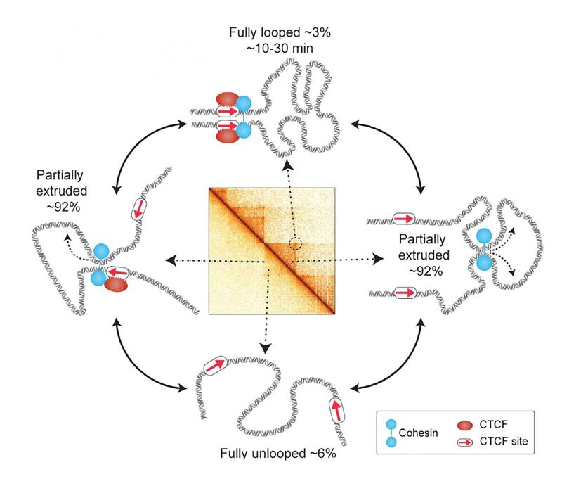 Die superauflösende Live-Zell-Bildgebung von CTCF/Cohesin-vermittelten Chromatinschlaufen zeigt, dass diese Schlaufen sowohl selten als auch dynamisch sind.