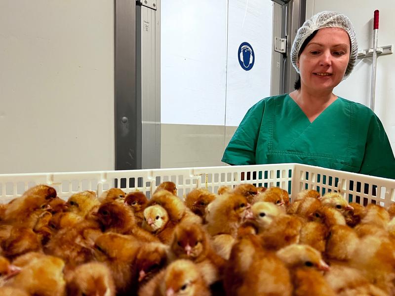 Professorin Helene Dörksen mit männlichen Küken. Das Foto entstand vor kurzem in einer Brüterei bei Cuxhaven, die bereits jetzt ein Verfahren zur Geschlechterbestimmung von Embryonen in Hühnereiern am 13. Bruttag anwendet.