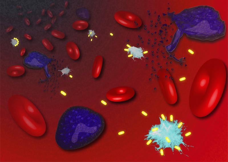 When infected cells (purple) burst, they release ASC specks (light blue). The nanobodies (yellow) used in the study ensure the breakdown of the specks - inflammation decreases.
