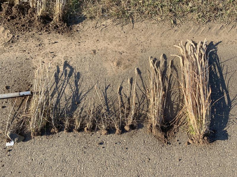 Unterschiedlich stark ausgeprägte Symptome des Weizenverzwergungsvirus bei infizierten Pflanzen. Der Weizen ganz rechts ist symptomfrei.