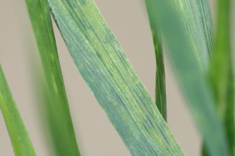 Blattsymptome von WDV an Weizen.