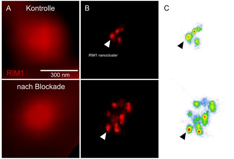 Die Plastizität neuronaler Kommunikation, hervorgerufen durch eine 48-stündige Blockade neuronaler Aktivität, korreliert mit der Anzahl der RIM-Molekülcluster in der aktiven Zone. Spalte A ist aufgenommen mit Weitfeldbeleuchtung; B mit dStorm-Mikroskopie 