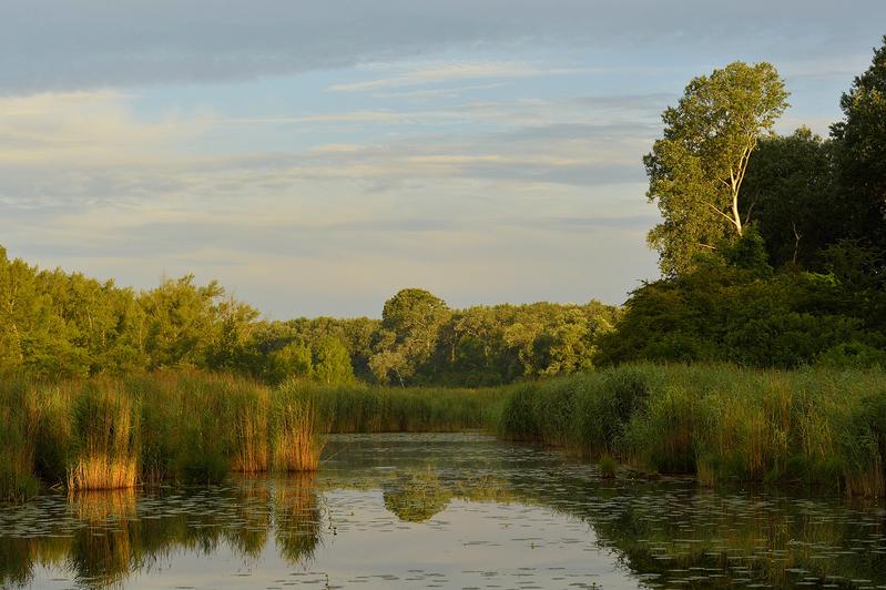 Lobau