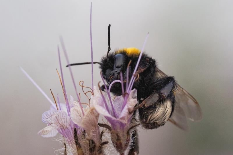 Dunkle Erdhummel auf Phacelia.