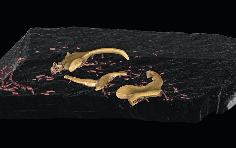 Fossiler Tintenfisch: Knorpel und Armhäkchen, Mikro CT