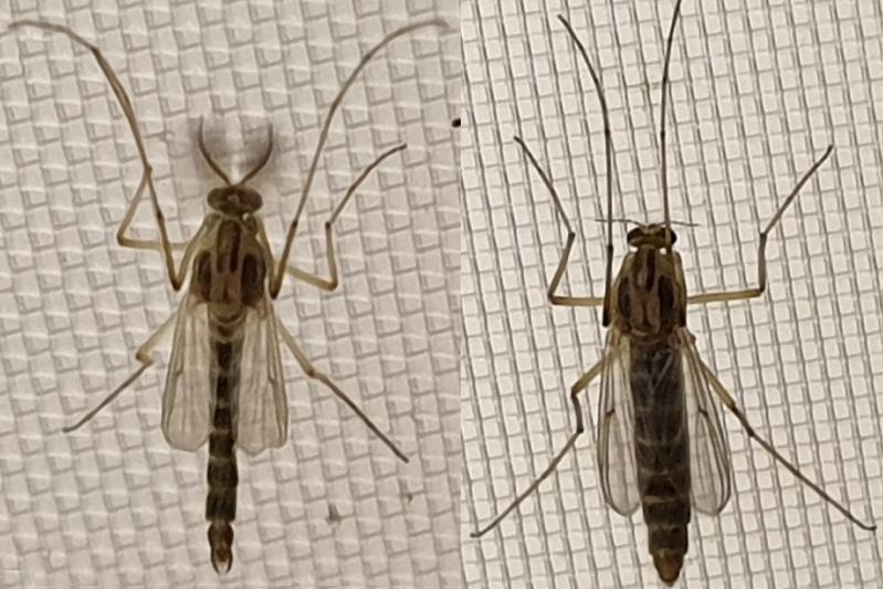 Foto frei zur redaktionellen Verwendung: Adulte Zuckmücken (links Männchen, rechts Weibchen). 
