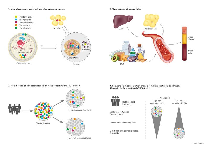 Graphical Abstract