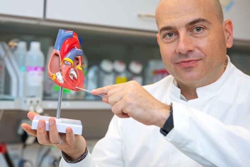 On the way to a drug against cardiac fibrosis: Professor Dr. Dr. Thomas Thum receives 2.5 million euros to further develop his RNA therapeutic agent. 