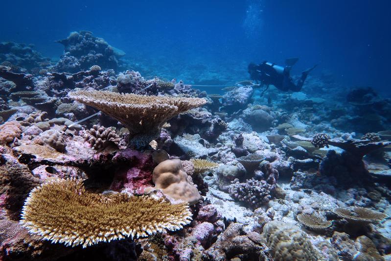 A recovering reef in the Chagos Archipelago six years after the bleaching event. 