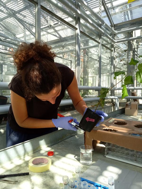 Umweltnaturwissenschafterin Maria Elvira Murazzi schneidet bei einer Birke die untersten Wurzeln, die sich für einige Tage in einer Nanoplastik-Lösung befunden hatten, für die Analyse ab.