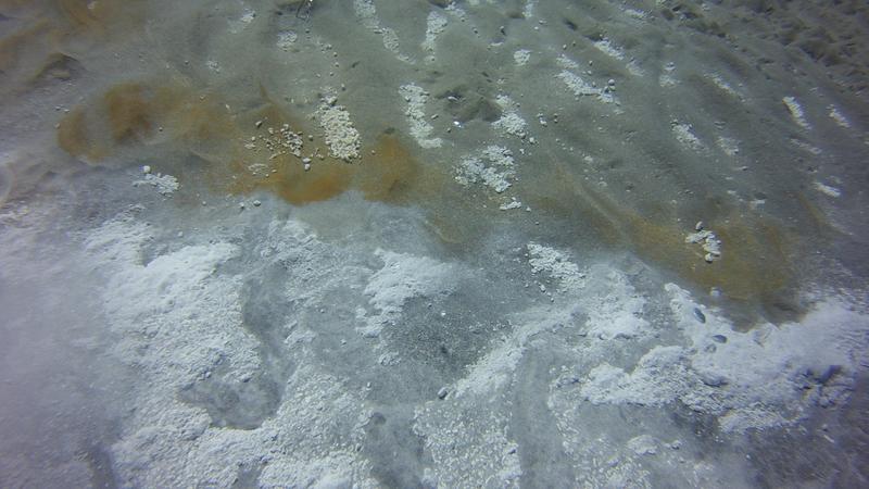 Weiße Bakterienmatten am Meeresboden zeigen, wo Fluide durch das Sediment nach oben sickern. 